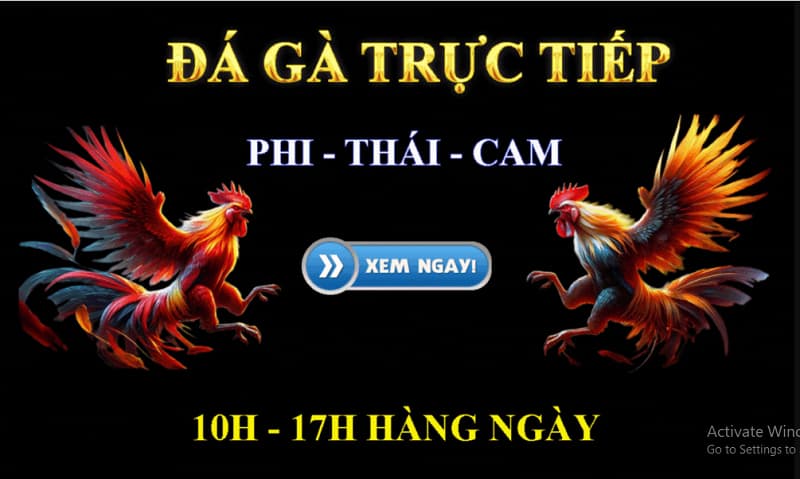 Thủ tục tham gia cá cược đá gà trực tuyến tại Sbobet vô cùng đơn giản